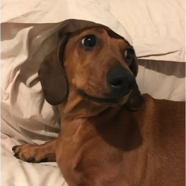 Screen grab of tweet by @Ned_Donovan