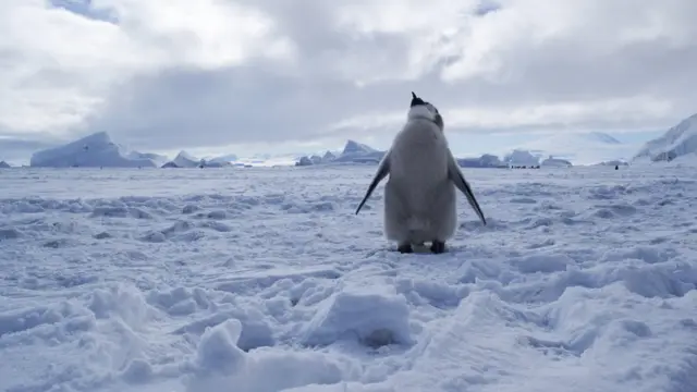 Penguin