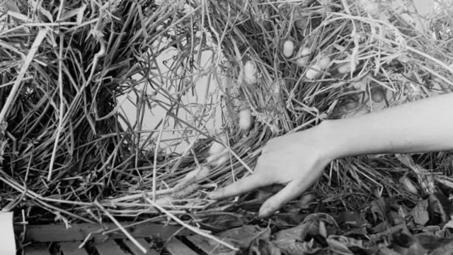 Кокони шовкопрядів в графстві Кент, в 1947 році. Вони виявилися з Китаю