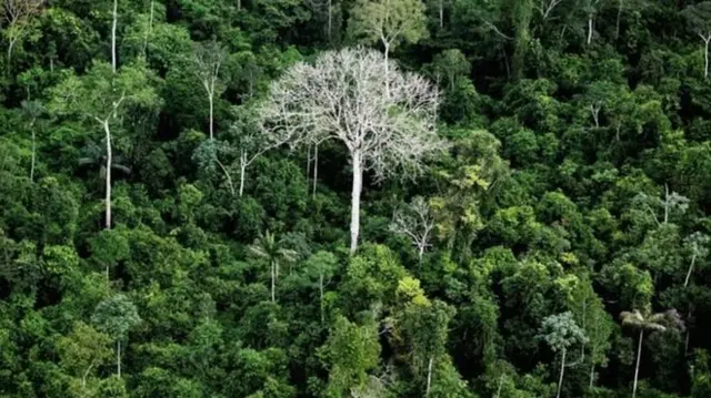 Amazônia