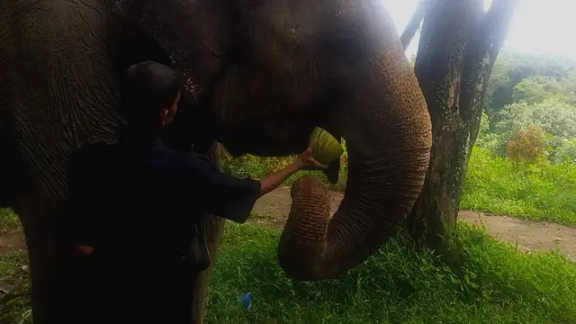 kebun binatang, medan, gajah, harimau, virus corona