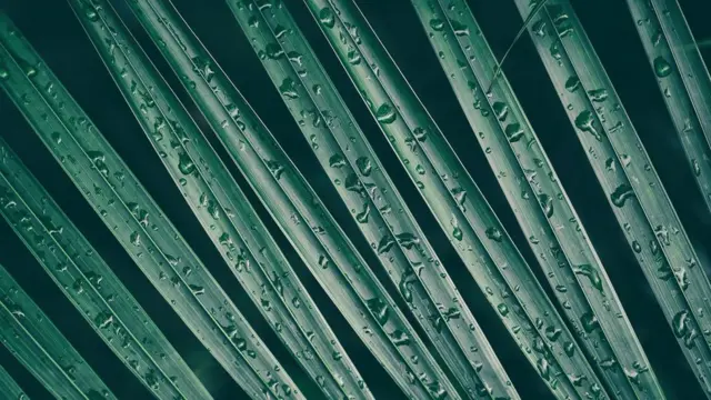 Gotas de agua sobre hojas de palmera.