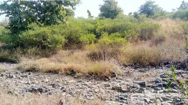 forest department of maharashtra