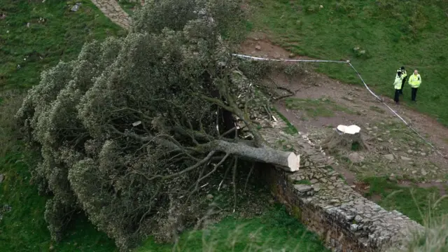 경찰은 불법 벌목 혐의로 10대 소년을 체포했다