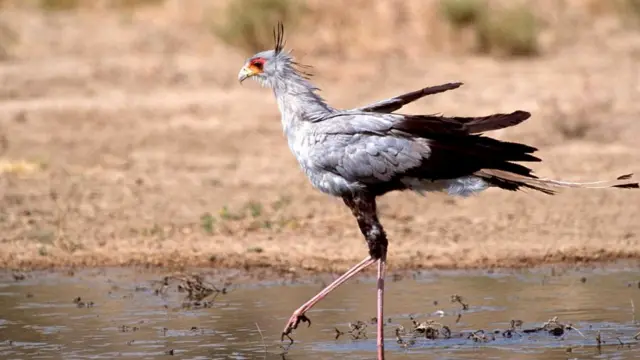 Птица-секретарь (Sagittarius serpentarius)