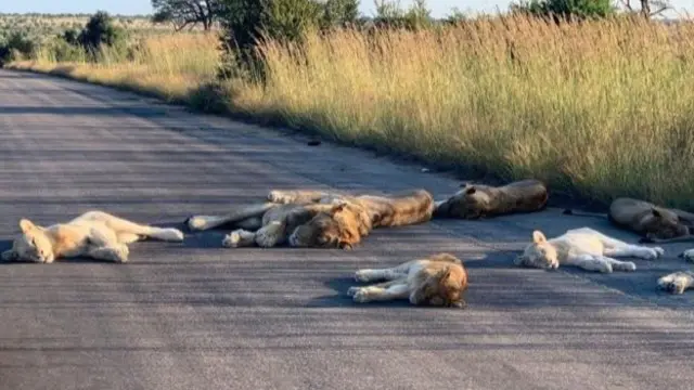 లాక్ డౌన్ తో రోడ్ల పైకి వచ్చిన సింహాలు