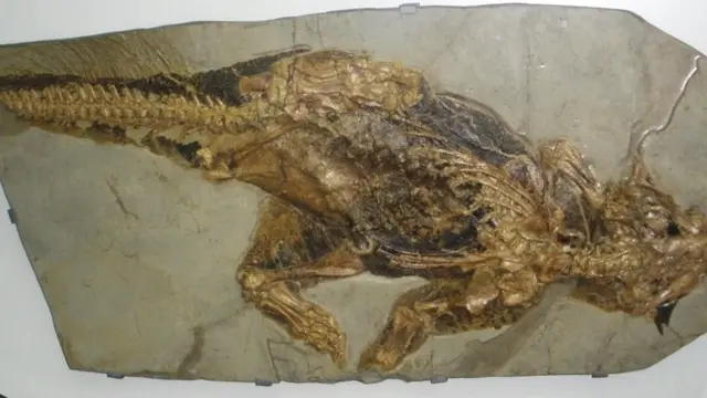 డైనోసార్‌లు