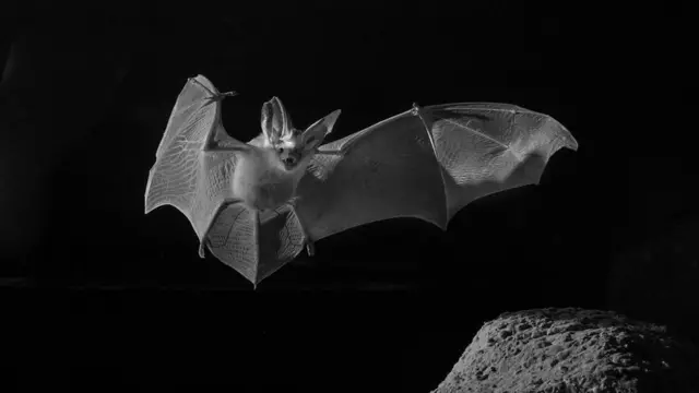 Planet Earth II