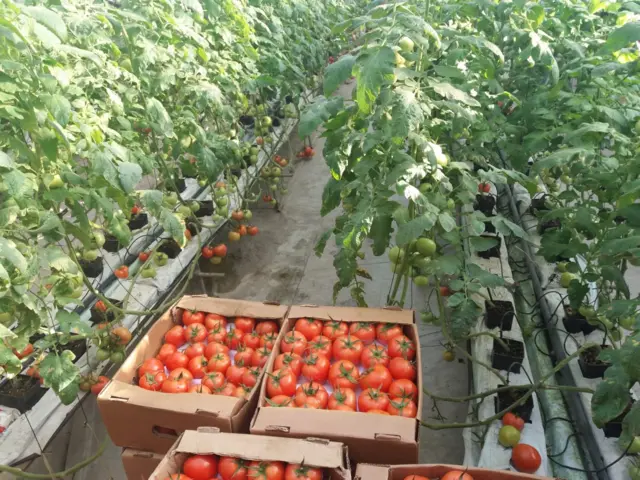 Кыргызстанда жалпысынан 180 гектрага жакын күнөскана бар