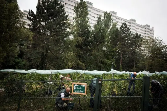 Kebun anggur di Paris