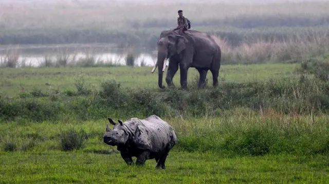 हाथी और गैंडा (सांकेतिक तस्वीर)