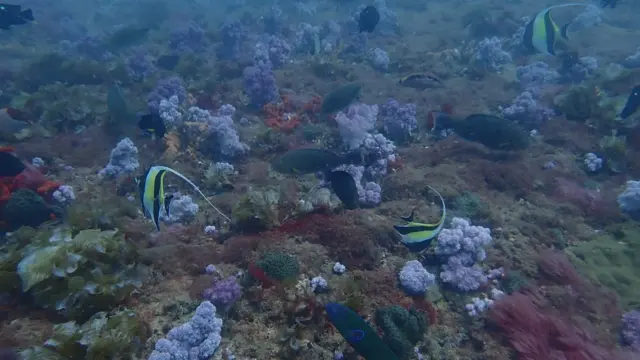 பிச்ச மூப்பன் வலசை கண்ணாடி படகு சவாரி