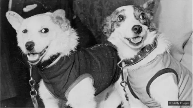 Os cães espaciais russos Belka e Strelka provaram que animais poderiam sobreviver ao passar pelos cinturões radioativos ao redor da Terra