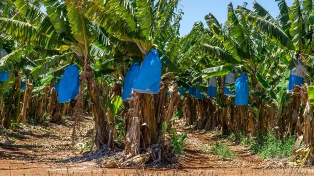 مزرعة في أستراليا تغلف ثمار الموز لمنع انتشار مرض "تي أر 4"