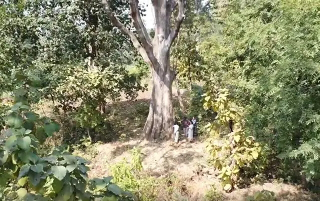 વૃક્ષ, તાપી, સુરત, બીબીસી ગુજરાતી 