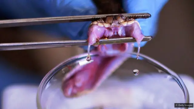 పాము విషం