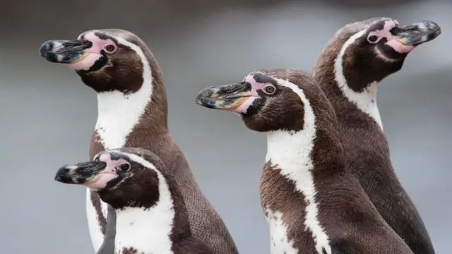 ஹம்போல்ட் பென்குயின்