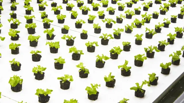 بوري تزرع محاصيلها على ألواح، ترص فوق بعضها حتى تصل إلى السقف