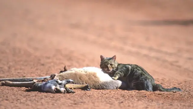 Gato selvagem come caça na Austrália