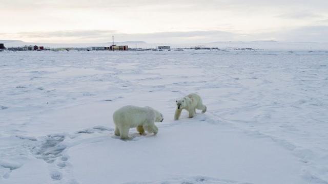 Two polar bears with the village in the background