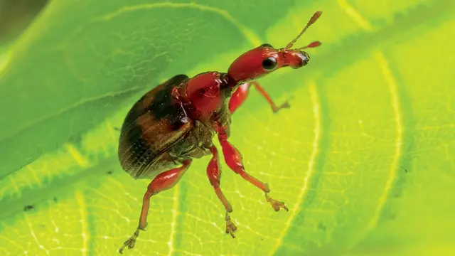 பூச்சிகளை அழிக்காதீர்கள்; நேசியுங்கள்