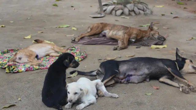 වන්ද්යාකරණ සැත්කමට භාජනය කළ සුනඛයින්