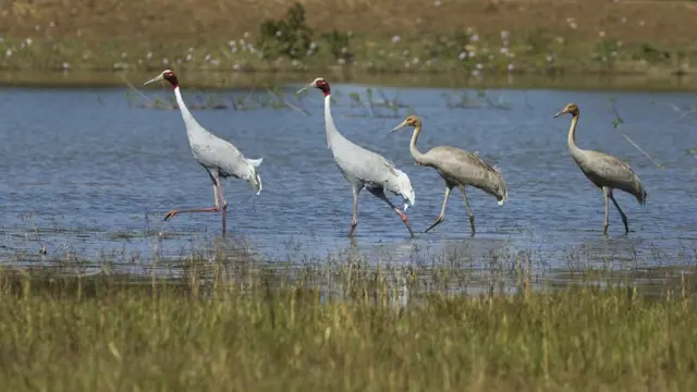 सारस पक्षी पाणथळ जागेजवळच्या गवताचा घरट्यासाठी वापर करतात.