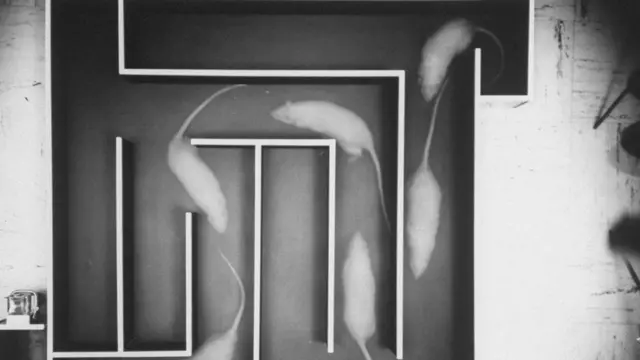 حالة شبح البوكيمون الغريبة