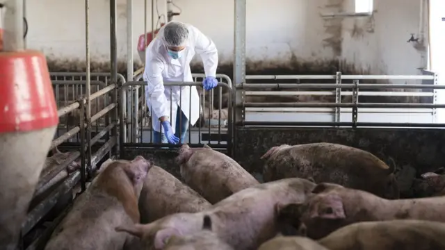 Porcosjogo do aviãozinho betnacionalambiente interno e gradeado, observados por homemjogo do aviãozinho betnacionaljaleco