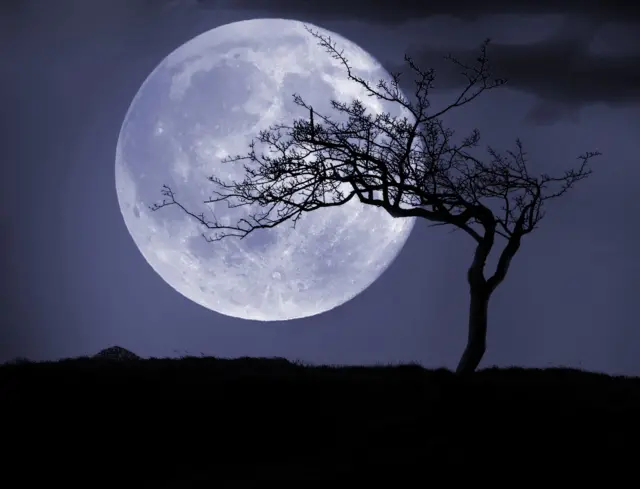Moon and tree