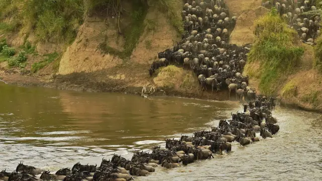 ካብን ናብን ዝሳግማ እንስሳታት ዘገዳም ኬንያ