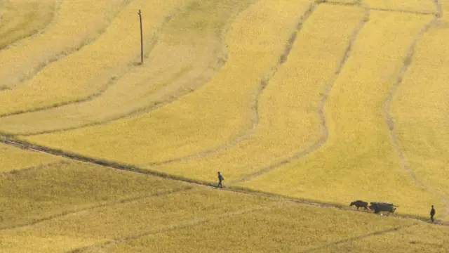 Campesinos arando con buey