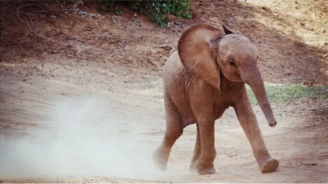 The normal safeguard is when an elephant in musth encounters a bigger bull elephant, he immediately drops out of musth as he knows his testosterone cannot compete