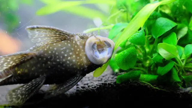 মুখের ভেতরে ছোট ছোট ধারালো দাঁত