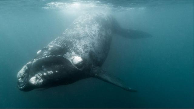减少海洋污染，避免渔具的缠绕可能可以促进大西洋鲸鱼繁殖。