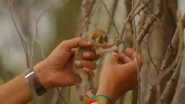 தேவாங்கு