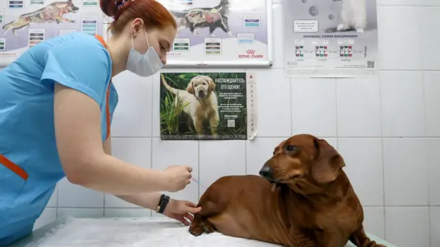 মস্কোতে এক পোষা কুকুরকে কোভিড টিকা দেয়া হচ্ছে।