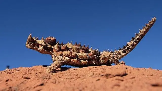 कंटीला जानवर