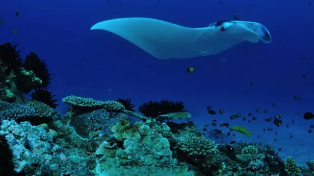 Južni Veliki koralni greben meka je za šaroliku paletu morskog života
