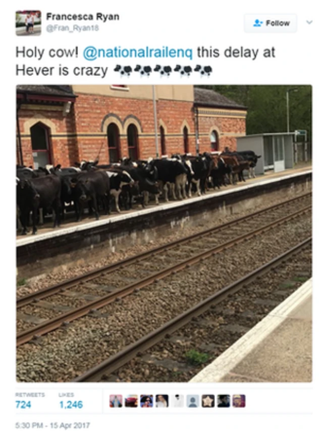 इंग्लैंड के हेवर स्टेशन के प्लेटफॉर्म पर पहुंचा गायों का झुंड