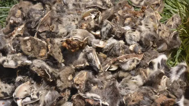 Qeensa Qeerransaa fi ilkaan harkatti qabaman, Adoolessa 24, 2018