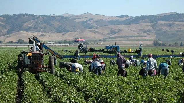 যুক্তরাষ্ট্রে অভিবাসী শ্রমিকরা মাঠে কাজ করছেন।