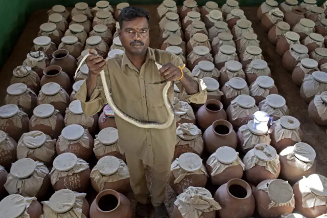 蛇被装在土罐里，填满沙并以布覆盖。