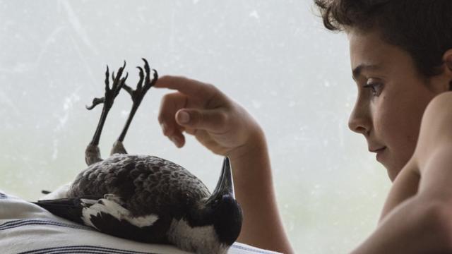 Pinguim deitada ao ladopoker cenaum dos filhospoker cenaSam