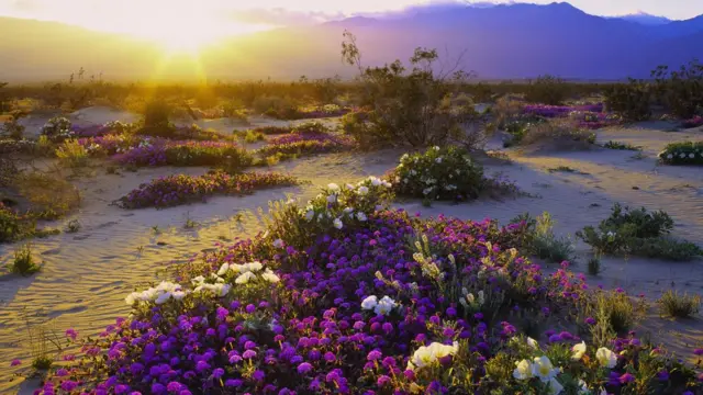 Anza-Borrego Çölü