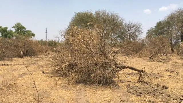 मोसंबीची बाज जमीनदोस्त झाली आहे