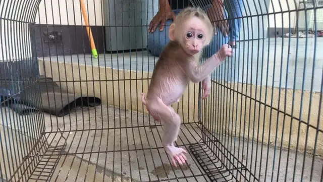 "น้องเผือก" พลัดหลงจากแม่ ชาวบ้านพบเห็นบริเวณป่า อ. ฝาง จ.เชียงใหม่ ในสภาพยังไม่หย่านม