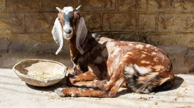 మేక లివర్ 