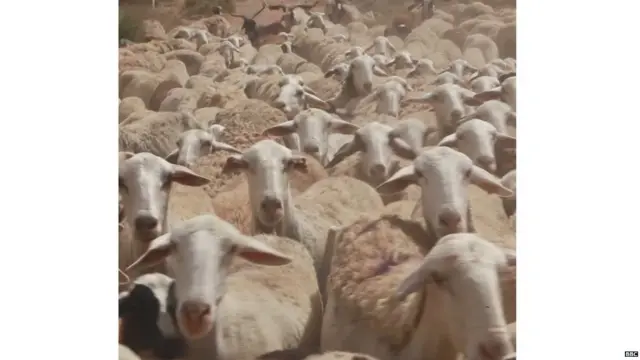 मेंढ्या माणसांप्रमाणेच चेहरा ओळखू शकतात.