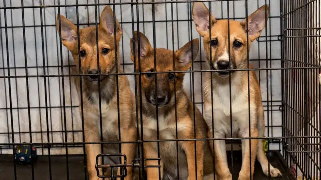 Собаки далеко не всегда понимают, что с ними делает ветеринар